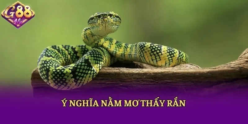 Ý nghĩa nằm mơ thấy rắn